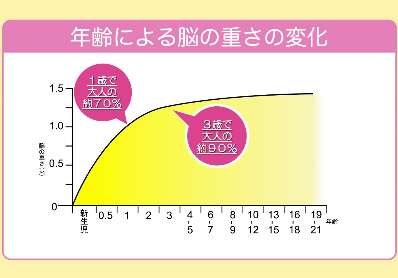 赤ちゃんの脳は、大人の何パーセント？