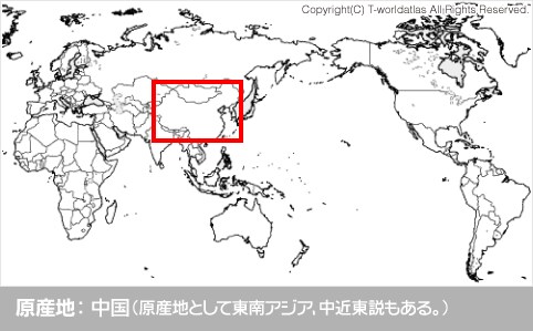 原産地：中国（原産地として東南アジア、中近東説もある。）