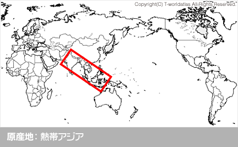 原産地：熱帯アジア