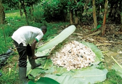 バナナの葉にくるむ発酵作業