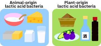 Foods that utilize lactic acid bacteria