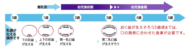 乳歯が生える順序