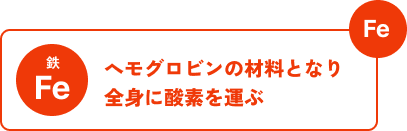 へモグロビンの材料となり全身に酸素を運ぶ