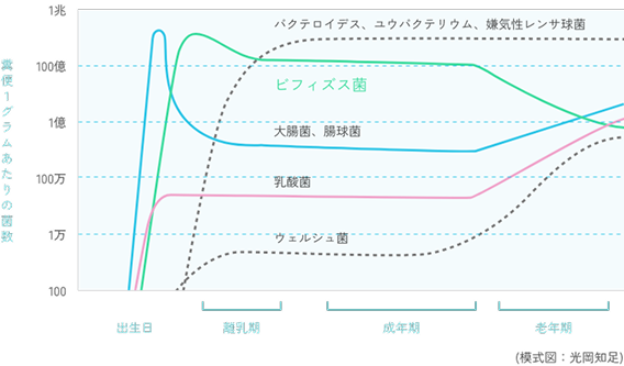 糞便1グラムあたりの菌数の変化