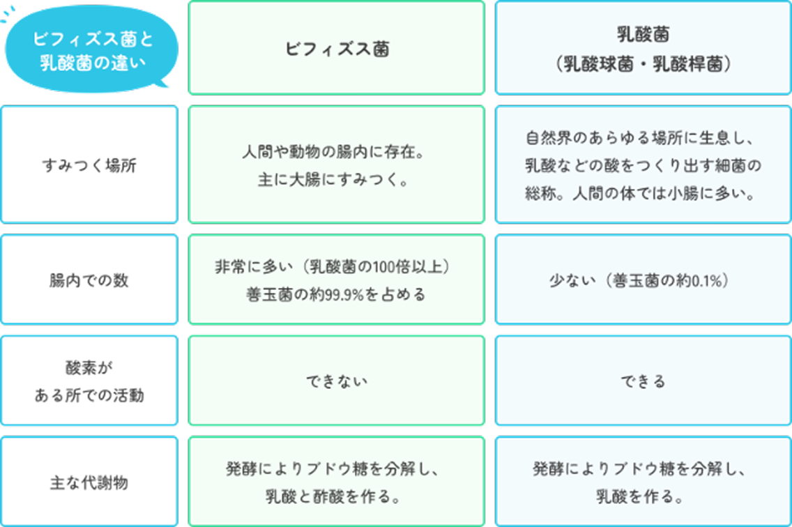 乳酸菌とビフィズス菌の違い