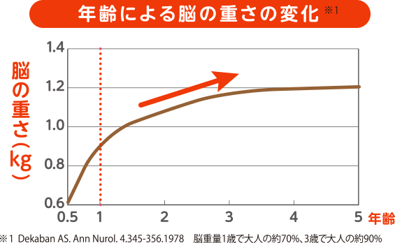 年齢による脳の重さの変化※