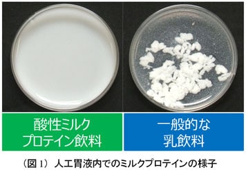 写真：（図1）人工胃液内でのミルクプロテインの様子