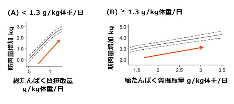 グラフ：たんぱく質摂取量が増加するほど筋肉量が増加する様子