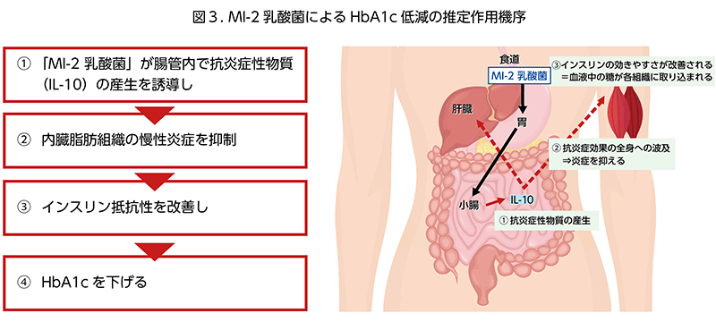 図3.MI-2乳酸菌によるHbA1c低減の推定作用機序　①「MI-2乳酸菌」が腸管内で抗炎症性物質（IL-10）の産生を誘導し②内臓脂肪組織の慢性炎症を抑制③インスリン抵抗性を改善し④HbA1cを下げる　