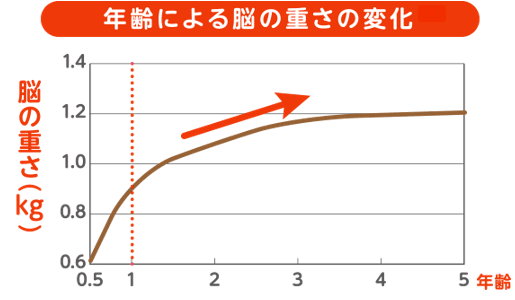 グラフ：年齢による脳の重さの変化