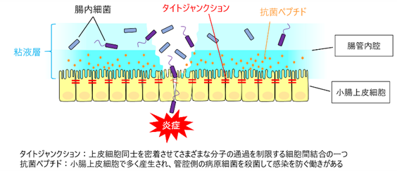 図：タイトジャンクション：上皮細胞同士を密着させてさまざまな分子の通過を制限する細胞間結合の一つ／抗菌ペプチド：小腸上皮細胞で多く産生され、管腔側の病原細菌を殺菌して感染を防ぐ働きがある