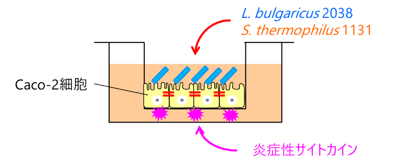 図：Caro-2細胞／炎症性サイトカイン／L. bulgaricus 2038、S. thermophilus 1131