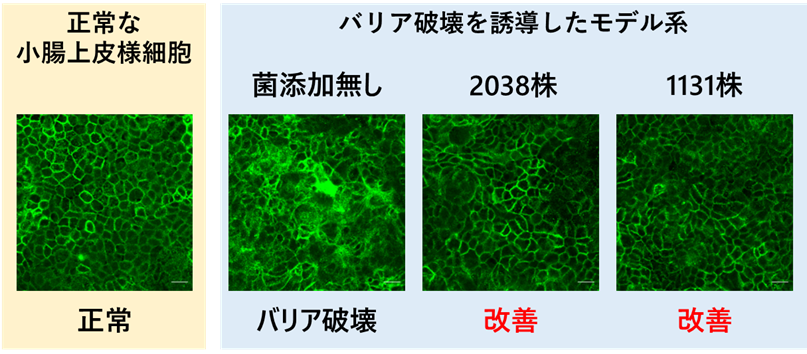 写真：左：正常な小腸上皮細胞（正常）、右：バリア破壊を誘導したモデル系（菌添加無し：バリア破壊、2038株：改善、1131株：改善）