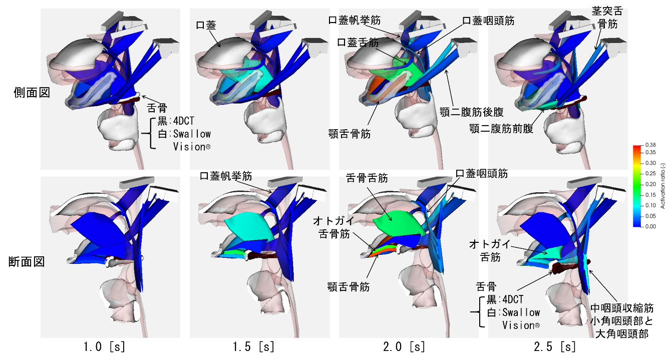 図：嚥下時の筋活動 側面図と断面図。左から、1.0[s]のシミュレーション、1.5[s]のシミュレーション、2.0[s]のシミュレーション、2.5[s]のシミュレーション。