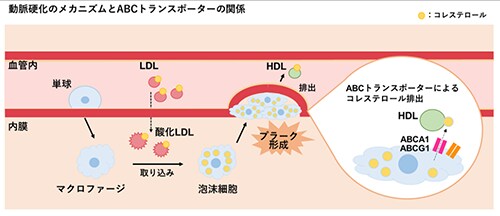 図：動脈硬化のメカニズムとABCトランスポーターの関係