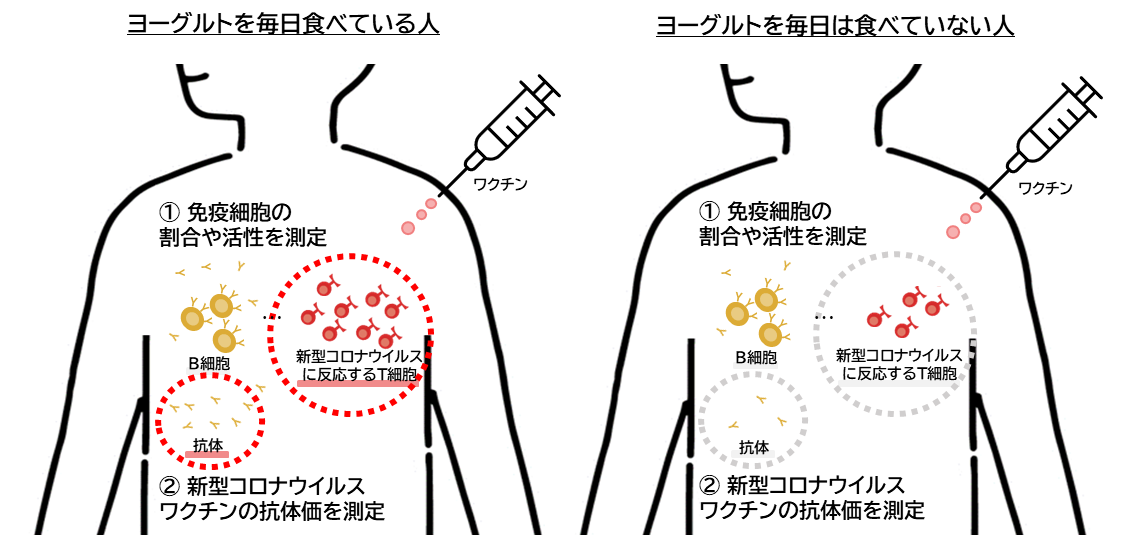 図：研究概要の詳細図。（左）ヨーグルトを毎日食べている人、（右）ヨーグルトを毎日は食べていない人