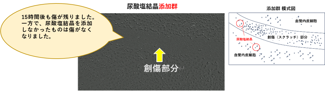 15時間後も傷が残りました。 一方で、尿酸塩結晶を添加しなかったものは傷がなくなりました。