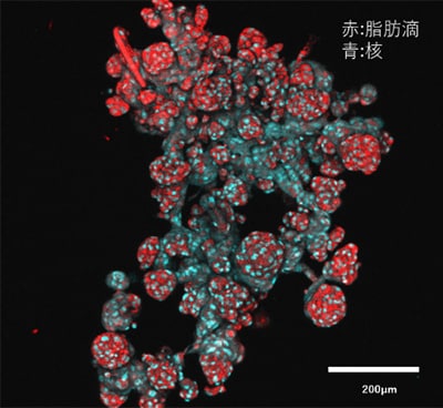 画像：「invivoid🄬」により作製した三次元乳腺組織①