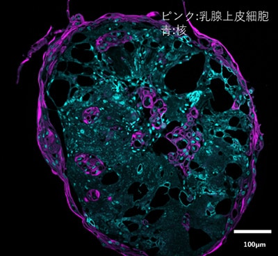 画像：「invivoid🄬」により作製した三次元乳腺組織②（断面）