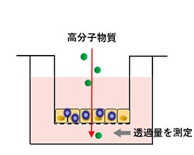 画像：上皮透過性評価の模式図