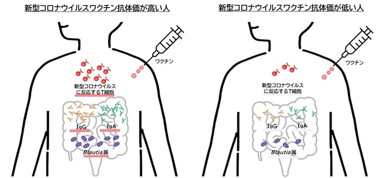画像：新型コロナウイルスワクチン抗体価が高い人と低い人の体内T細胞と腸内環境の比較イラスト