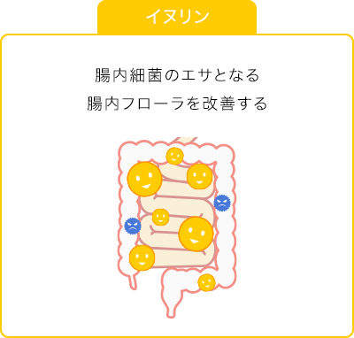 イヌリン：腸内フローラを改善することで、糖・脂質代謝を改善する