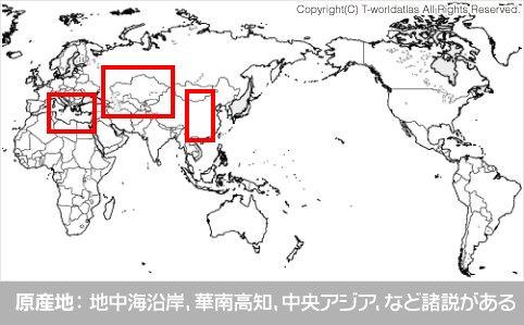 原産地：地中海沿岸、華南高知、中央アジア、など諸説がある