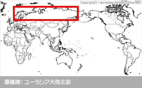 原産地：ユーラシア大陸北部