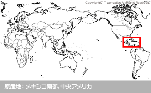 原産地：メキシコ南部、中央アメリカ