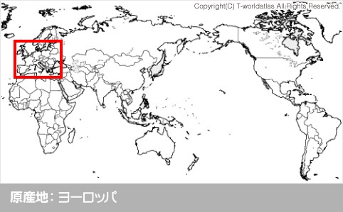 原産地：ヨーロッパ