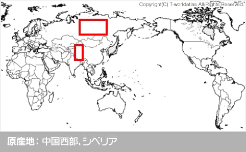 原産地：中国西部、シベリア