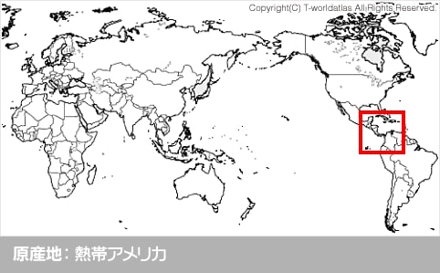 原産地：熱帯アメリカ