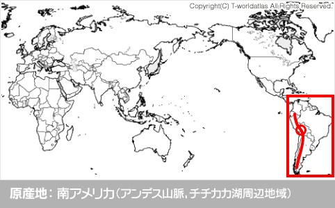 原産地：南アメリカ（アンデス山脈、チチカカ湖周辺地域）