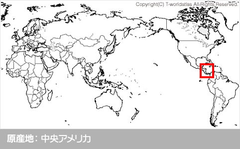 サツマイモ 野菜辞典 まるごと野菜 株式会社 明治 Meiji Co Ltd