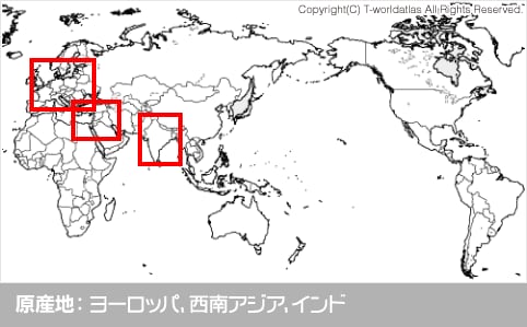 原産地：ヨーロッパ、西南アジア、インド