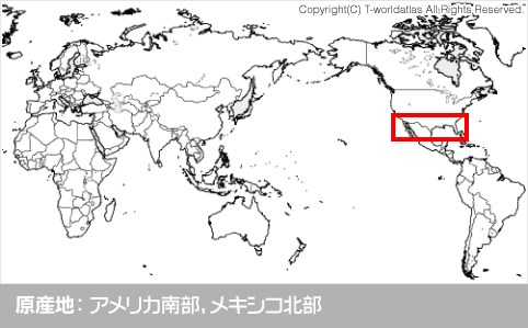 原産地：アメリカ南部、メキシコ北部