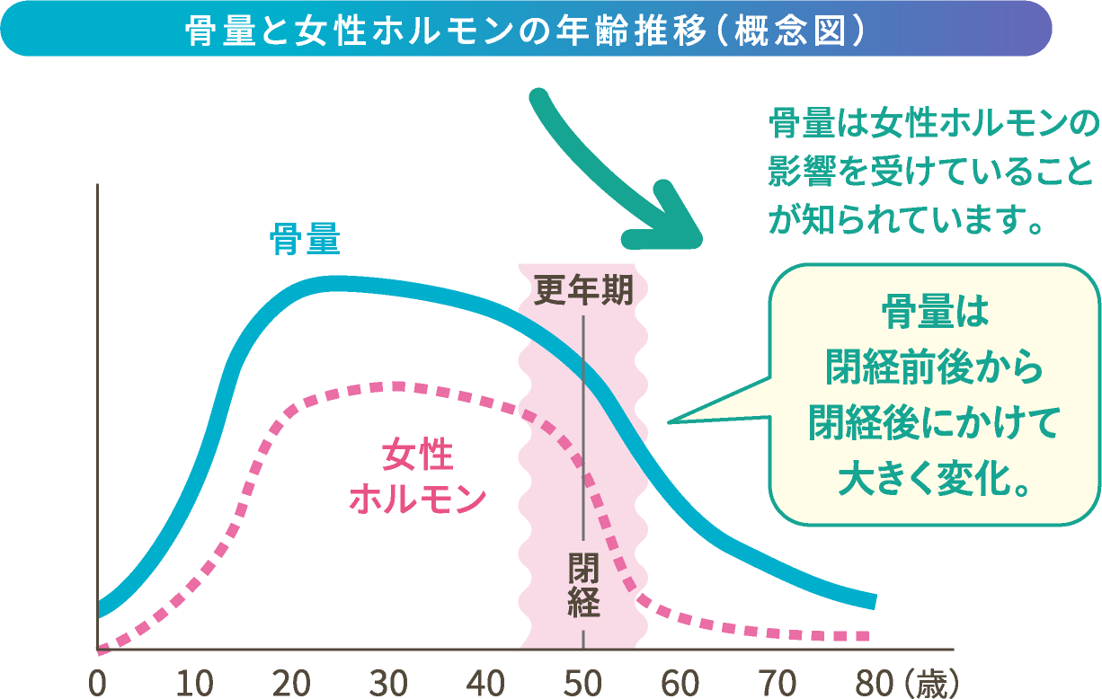 骨量と女性ホルモンの年齢推移(概念図)。骨量は女性ホルモンの影響を受けていることが知られています。骨量は閉経前後から閉経後にかけて大きく変化。