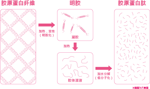 胶原蛋白纤维→加热、变性（明胶化）→明胶→加热→胶体溶液→加水分解（低分子化）→胶原蛋白肽 ※插图为示意图