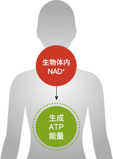 生物体内NAD+ 生成ATP能量
