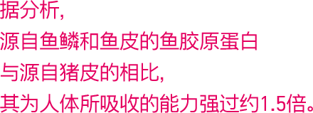 据分析，源自鱼鳞和鱼皮的鱼胶原蛋白 与源自猪皮的相比，其为人体所吸收的能力强过约1.5倍。