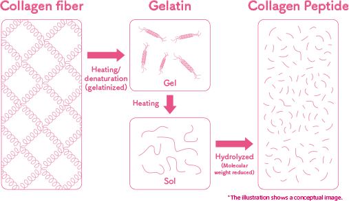 Collagen fiber→Heating/denaturation(gelatinized)→Gelatin→Heating→Sol→Hydrolyzed(Molecular weight reduced)→Collagen Peptide *The illustration shows a conceptual image.