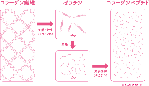 コラーゲン繊維→加熱・変性（ゼラチン化）→ゼラチン→加熱→ゾル→加水分解（低分子化）→コラーゲンペプチド※イラストはイメージ