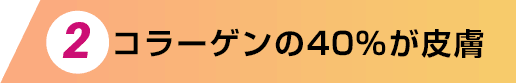 2.コラーゲンの40%が皮膚
