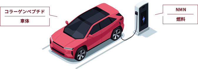 コラーゲン 車体 NMN 燃料