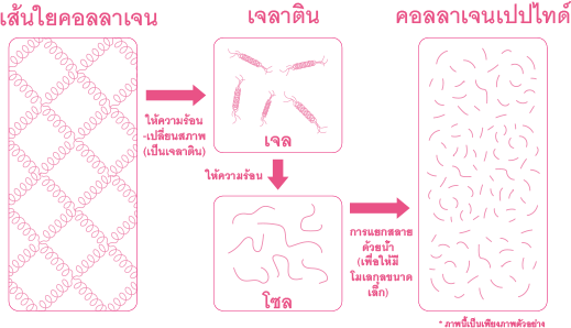 เส้นใยคอลลาเจน→ให้ความร้อน-เปลี่ยนสภาพ(เป็นเจลาติน)→เจลาติน→ให้ความร้อน→โซล→การแยกสลายด้วยน้ำ(เพื่อให้มีโมเลกุลขนาดเล็ก)→คอลลาเจนเปปไทด์ *ภาพนี้เป็นเพียงภาพตัวอย่าง