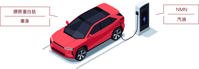 膠原蛋白肽 車身 NMN 汽油
