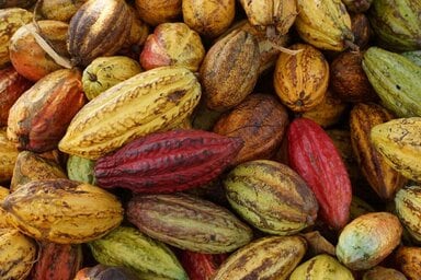 カカオ豆の原産地はどこ？品種別の特徴、収穫からチョコレートになるまでを紹介