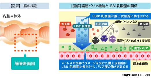 原因 たくさん 出る お なら が おならがたくさん出るのって食べ物は関係するの？