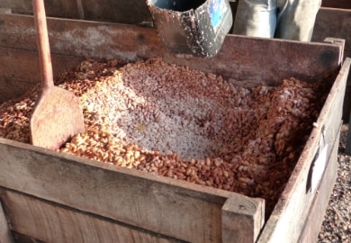 発酵前のカカオ豆