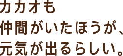 カカオも仲間がいたほうが元気がでるらしい。